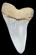 Fossil Mako Tooth - Maryland #29927-1